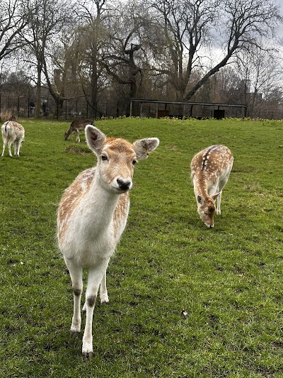 Clissold Park Deer
